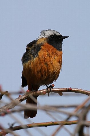 �W���E�r�^�L