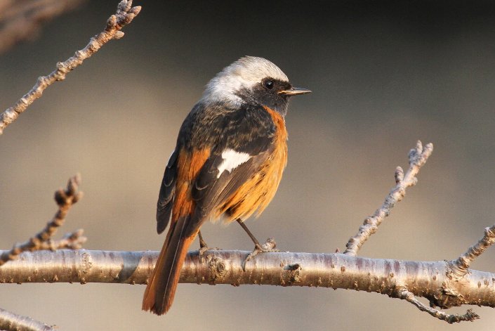 �W���E�r�^�L