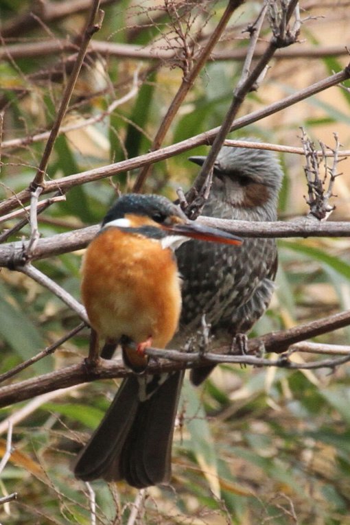 �J���Z�~�ƃq���h��