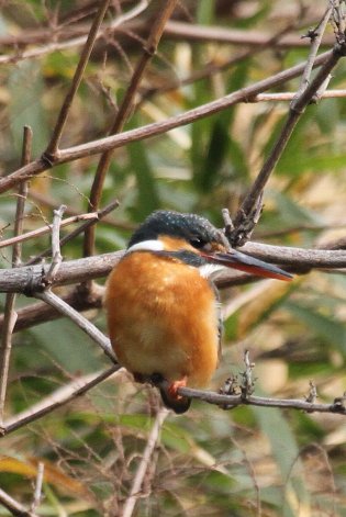 �l����_���J���Z�~