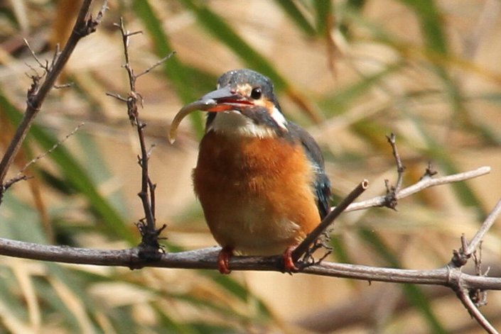 �l�����Q�b�g