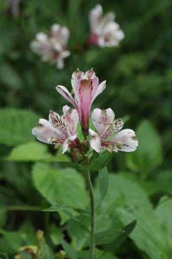 �z�g�g�M�X