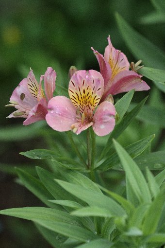 �����Y�C�Z��