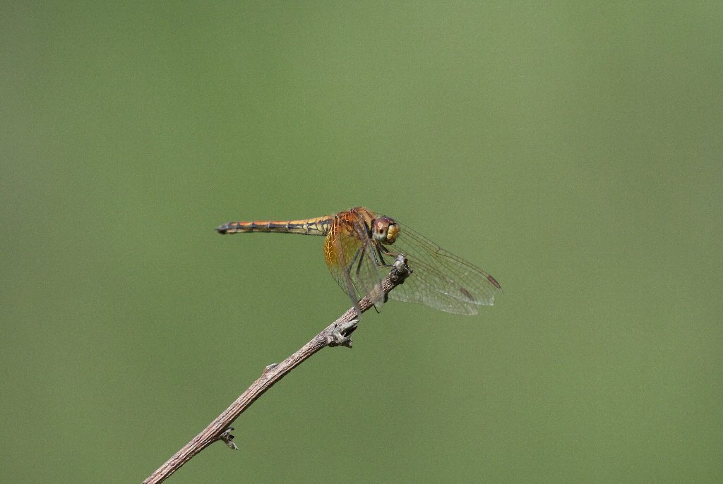 �x�j�g���{�i���j