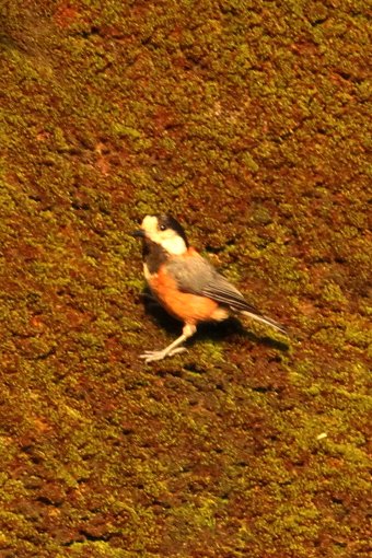 ���}�K��