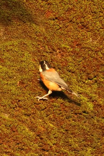 ���}�K��