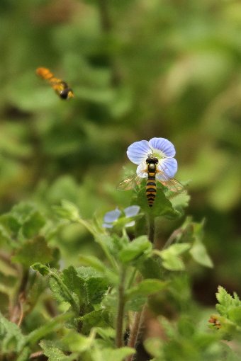 �n�i�A�u�ƃI�I�C�k�m�t�O��