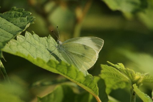 �����V���`���E