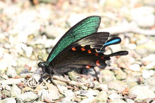 �J���X�A�Q�n