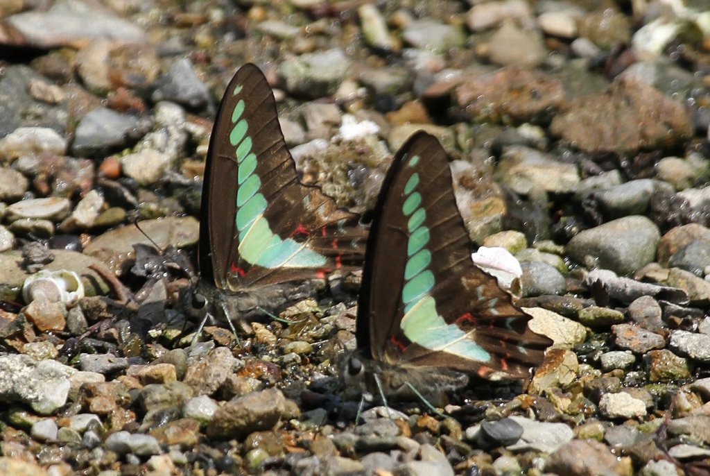 �A�I�X�W�A�Q�n