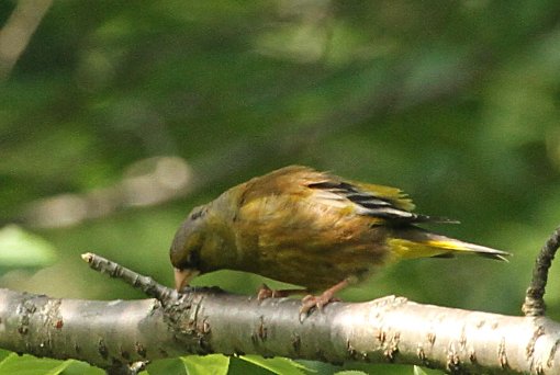 �J�����q��