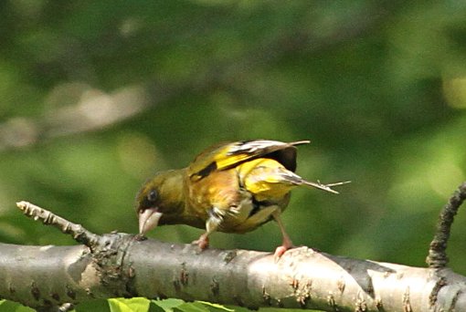 �J�����q��