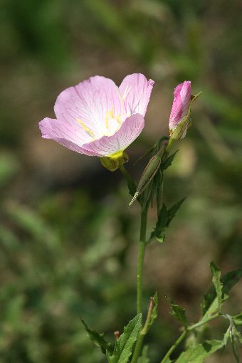 ���猎����