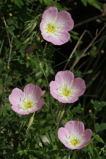 ���猎����