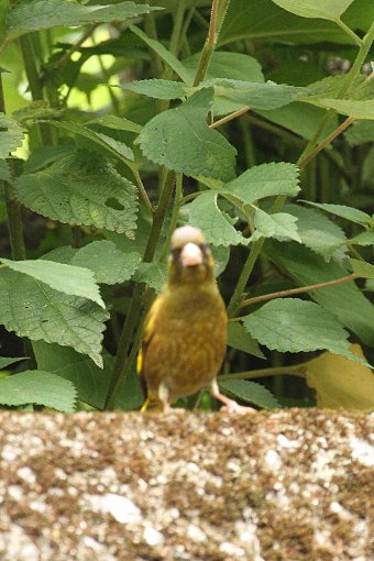 �J�����q��