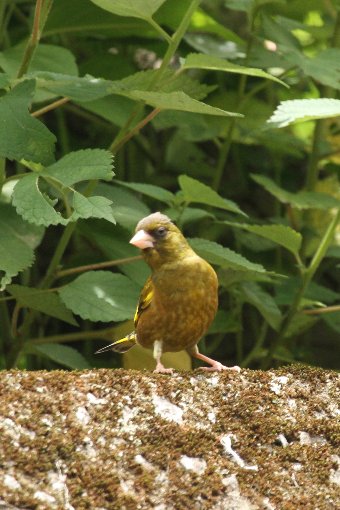 �J�����q��