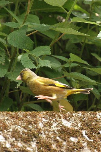 �J�����q��