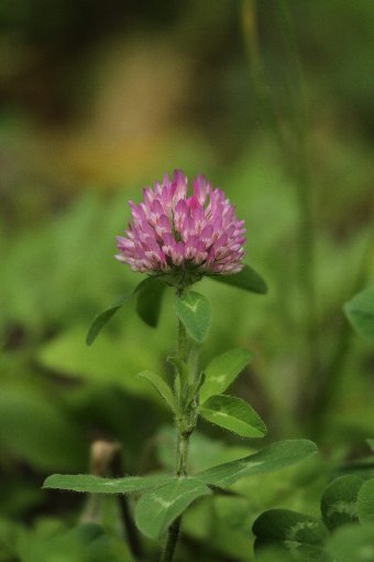 �����߂���