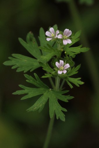 �A�����J�t�E��