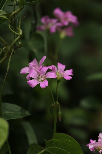 ���J�^�o�~