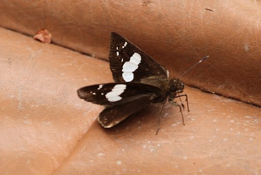 �N���Z�Z��