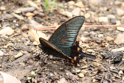 �J���X�A�Q�n