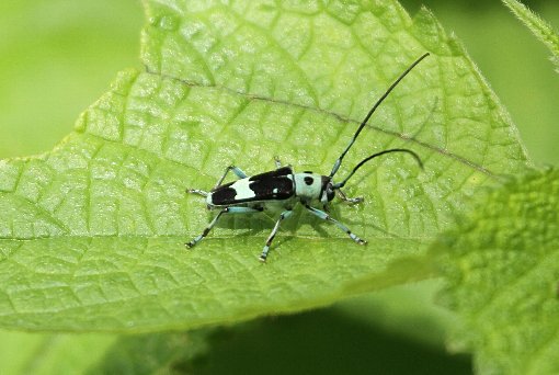 ���~�[�J�~�L��