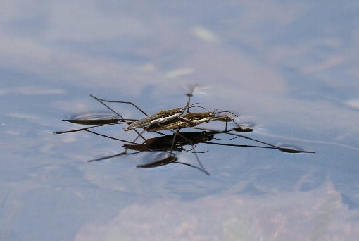 �s���A�[�ȃA�����{