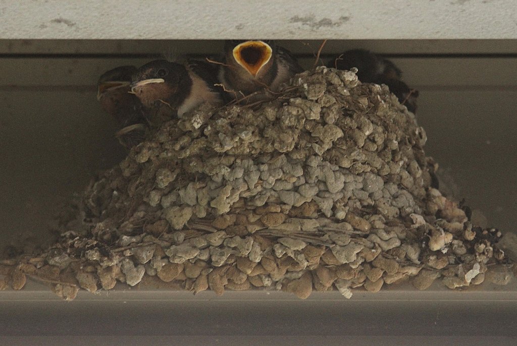 �c�o���̐�