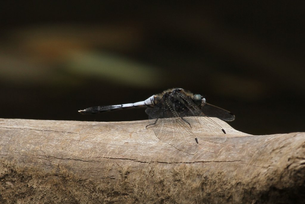 �V�I�J���g���{