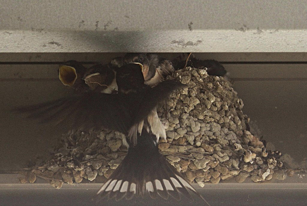 �c�o���̐�