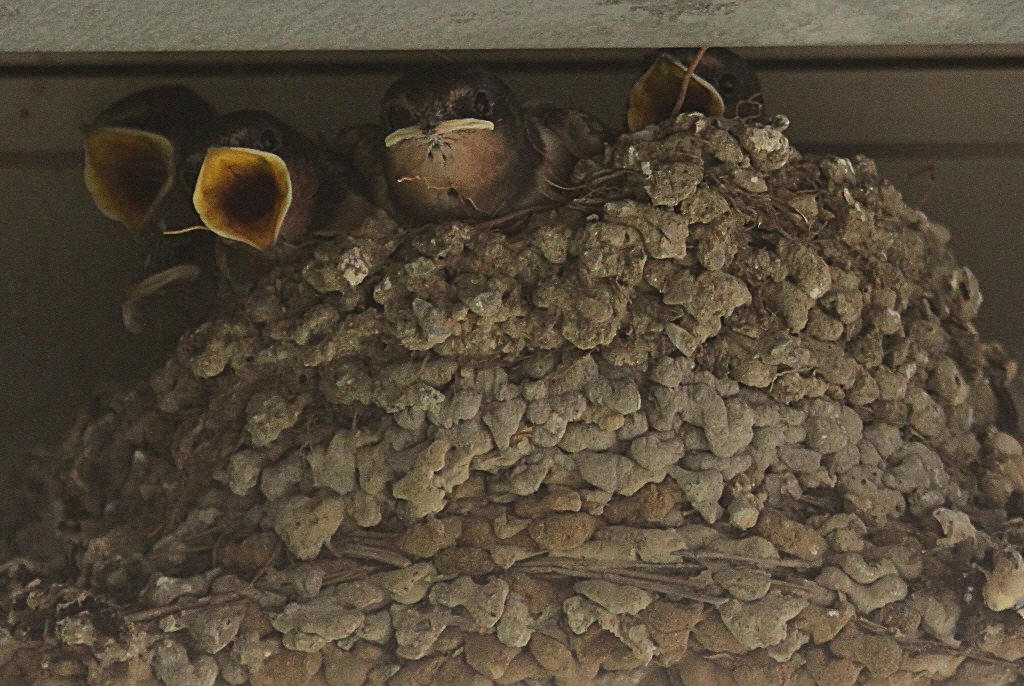 �c�o���̐�