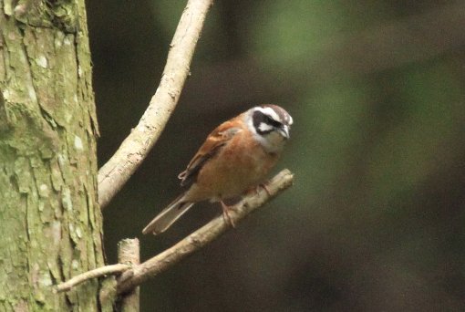 �z�I�W���i�j���j