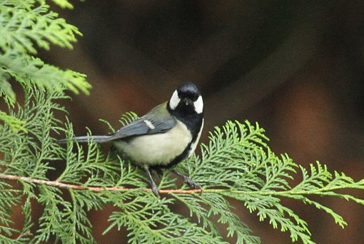 �V�W���E�J��