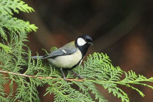 �V�W���E�J��