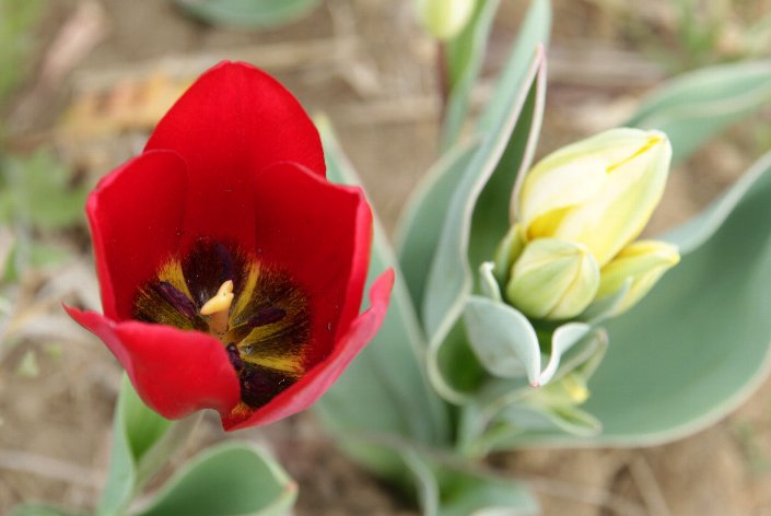 �^���Ԃȃ`���[���b�v