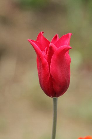 �^���Ԃȃ`���[���b�v