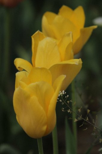 ���F�̃`���[���b�v