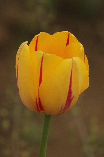 ���F�̃`���[���b�v