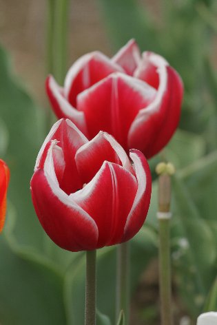 �ς�����`���[���b�v