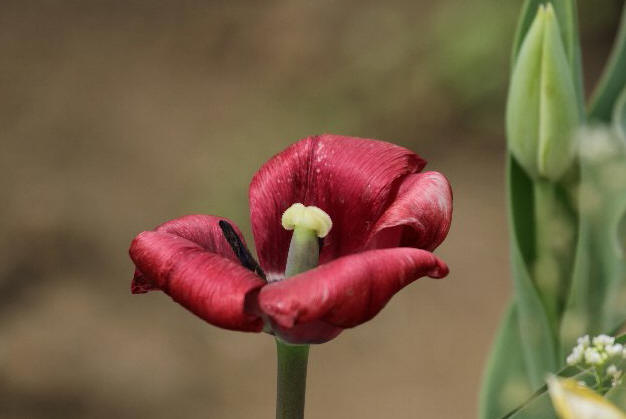 �ς�����`���[���b�v