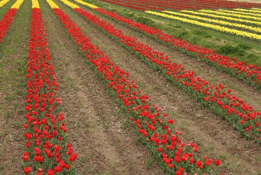 �`���[���b�v��