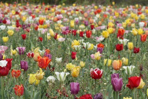 �`���[���b�v��