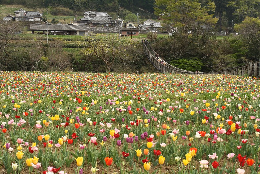 �ꌩ���ƃ`���[���b�v