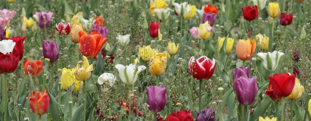 �Y��`�ȃ`���[���b�v��