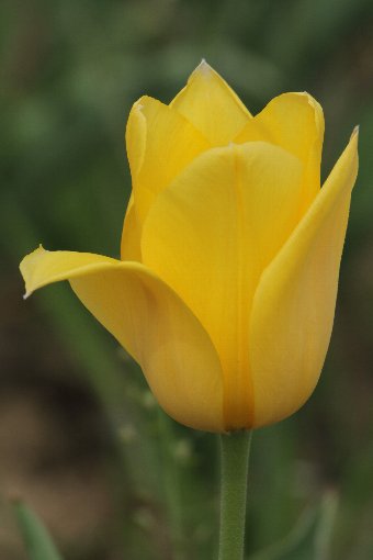 ���F�̃`���[���b�v