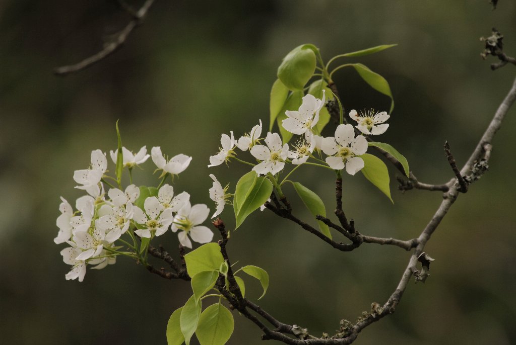 ���̉ԂɎ����E�E�E