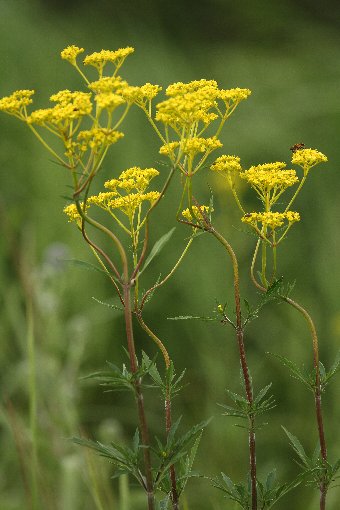 �I�~�i�G�V