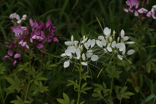 �N���I��