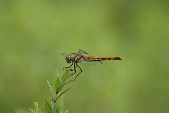 �V�I�J���g���{